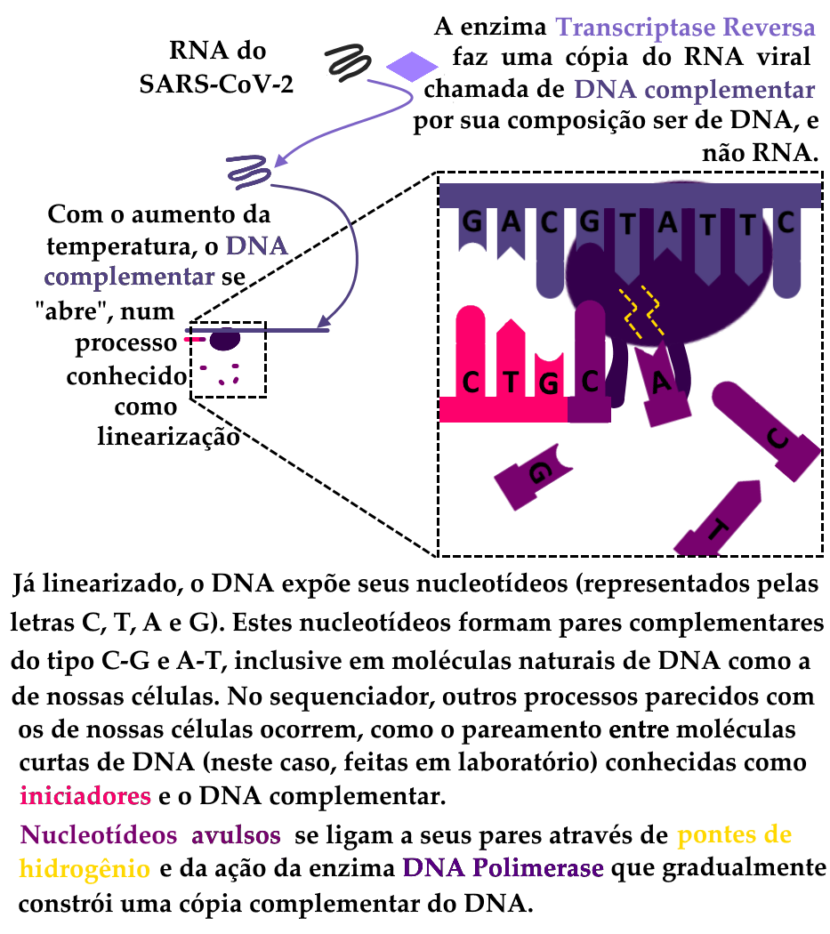 Infográfico em fundo branco, representando a primeira etapa da técnica de sequenciamento. Esta primeira etapa consiste na transcrição reversa, seguida da síntese de DNA. No topo do esquema, temos o RNA do SARS-CoV-2, representado por uma linha única contorcida, na cor grafite e identificada pelas palavras “RNA do SARS-CoV-2”, na cor preta. À direita do RNA está um losango lilás que representa a enzima Transcriptase Reversa, também chamada de RT, presente em um grupo de vírus de RNA chamados retrovírus. Dois exemplos de retrovírus são o HIV e o HPV. A enzima utilizada no sequenciamento, bem como no RT-qPCR e em outras técnicas de biologia molecular é sintetizada em laboratório, e faz parte dos kits de reagentes utilizados para estas técnicas. Uma seta, no mesmo tom de lilás da RT, sai da molécula de RNA, passa pela enzima e aponta na direção de uma segunda molécula de ácido nucleico, com o mesmo formato do RNA, mas representado na cor roxa. À direita da RT está presente o seguinte texto: “A enzima Transcriptase Reversa faz uma cópia do RNA viral chamada de DNA complementar, por sua composição ser de DNA, e não RNA”. O texto está todo na cor preta, exceto pelos termos “transcriptase reversa” e “DNA complementar”, que estão grafados nas respectivas cores de suas representações no esquema. Uma segunda seta sai do DNA complementar, apontando para um trecho do esquema onde encontra-se representado o mesmo DNA, mas em uma linha reta única. Esta molécula linearizada de DNA complementar está acompanhada de outra linha pequena e rosa, representando uma molécula do que se chama de “iniciadores”, que serão melhor explicados adiante, além de um círculo em cor roxa escura representando a enzima DNA Polimerase, e de pequenos pontos roxo-avermelhados, representando nucleotídeos. Estas últimas duas moléculas também serão melhor explicadas nesta descrição, e no texto que acompanha este esquema. Acompanhando estes elementos, temos as seguintes palavras: “Com o aumento da temperatura, o DNA Complementar se “abre”, num processo conhecido como linearização””. Ao lado direito do conjunto do DNA linearizado com a DNA Polimerase e os outros elementos do processo de polimerização, temos um quadro que amplia este processo. Neste quadro, em uma escala muito maior, encontra-se a fita de DNA complementar, na parte de cima e em sua cor roxa, composta ela própria de blocos de nucleotídeos, que são as unidades fundamentais do código genético. Cada um destes nucleotídeos, está representado por uma forma alongada e uma letra, sendo que existem quatro possíveis tipos representados no esquema: a letra “A”, significando Adenina, e com uma ponta que se encaixa perfeitamente à ponta dos nucleotídeos marcados com a letra “T”, significando timina; e as letras “C” e “G”, que também têm pontas que se encaixam perfeitamente, e significam, respectivamente, citosina e guanina. A sequência representada no quadro é hipotética, e não representa uma sequência de nucleotídeos realmente encontrada no DNA complementar gerado a partir do genoma do SARS-CoV-2. Esta sequência hipotética é GACGTATTC, com as “pontas” dos nucleotídeos apontadas para baixo. Dentro do quado, também temos a enzima DNA polimerase em uma escala muito maior, por trás da molécula de DNA complementar. Abaixo do DNA complementar, como no esquema reduzido, temos a molécula do iniciador. Iniciadores da síntese de DNA são pequenas sequências de DNA que se ligam a trechos maiores de DNA que sejam complementares à sua sequência de nucleotídeos, seguindo a regra de encaixe explicada anteriormente. Ou seja, A se liga a T e C se liga a G. Desta forma, ligando-se aos primeiros três nucleotídeos do trecho de DNA complementar ampliado, temos na ponta do iniciador os nucleotídeos C, T e G. A ação da enzima DNA polimerase é a de acrescentar novos nucleotídeos à ponta dos iniciadores e unir estes nucleotídeos um ao outro, de forma que o produto desta atividade são duas fitas de DNA: a primeira é a utilizada como molde sendo, neste exemplo, o DNA complementar. A segunda é a produzida pela DNA polimerase com base nos iniciadores e nos nucleotídeos que se encaixam aos da fita molde. Este processo ocorre naturalmente nas células de todos os seres vivos, e é reproduzido com moléculas sintéticas em sequenciadores e aparelhos de PCR. No quadro expandido, a DNA-polimerase está realizando este processo, com um nucleotídeo C já fundido à ponta do iniciador e um segundo sendo adicionado à sequência, um A. Entre a ponta deste A e o T presente na fita molde, estão representados dois traços em linha descontínua e na cor amarela, representando as atrações químicas chamadas de “pontes de hidrogênio”, responsáveis pelo encaixe de nucleotídeos complementares. Atente-se para o fato de que este processo chamado de encaixe não é literal, e sim o resultado desta atração de cargas químicas complementares. Outros três nucleotídeos estão dispostos avulsos no quadro, uma vez que ainda não foram utilizados como matéria-prima pela enzima DNA-polimerase. Sob o quadro, está disposto o texto explicativo: “Já linearizado, o DNA expõe seus nucleotídeos, entre parênteses: representados pelas letras C, T, A e G. Fora dos parênteses: Estes nucleotídeos formam pares complementares, do tipo C-G e A-t, inclusive em moléculas naturais de DNA como a de nossas células. No sequenciador, outros processos parecidos com os de nossas células ocorrem, como o pareamento entre moléculas curtas de DNA, abre parêntese: neste caso, feitas em laboratório, fecha parêntese, conhecidas como iniciadores, e o DNA complementar. Nucleotídeos avulsos se ligam a seus pares através de pontes de hidrogênio e da ação da enzima DNA Polimerase que gradualmente constrói uma cópia complementar do DNA”. Estes dizeres estão na cor preta, exceto pelos termos destacados “iniciadores”, “nucleotídeos avulsos”, “pontes de hidrogênio” e “DNA Polimerase”, nas respectivas cores de suas representações pictográficas.
