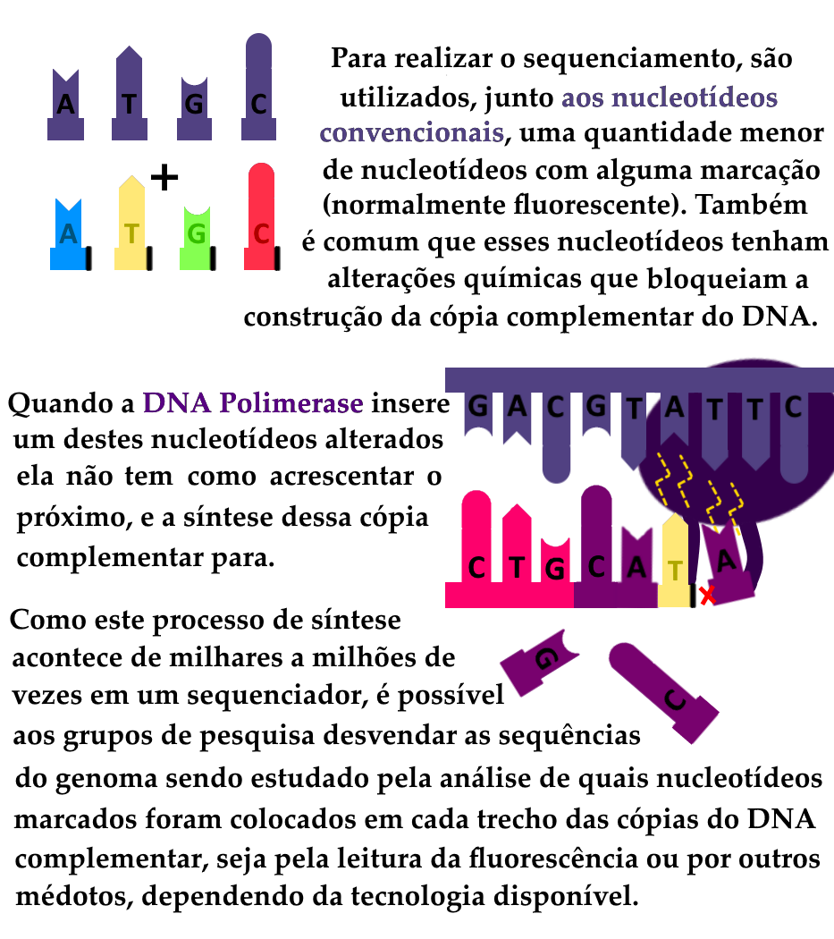 Infográfico em fundo branco, representando a segunda etapa da técnica de sequenciamento, ou seja, a continuação do gráfico anterior. Esta segunda etapa consiste na continuação da síntese de DNA, mas com a adição de reagentes que permitem desvendar a sequência de nucleotídeos da cadeia de DNA complementar. Na porção superior esquerda da imagem, temos representações de oito nucleotídeos não ligados entre si formando uma cadeia de DNA e nem pareados pelo “encaixe” através de pontes de hidrogênio. Sua aparência é similar às representações do esquema anterior: uma forma alongada e uma letra cada, sendo que existem quatro possíveis tipos representados no esquema: a letra “A”, significando Adenina, e com uma ponta que se encaixa perfeitamente à ponta dos nucleotídeos marcados com a letra “T”, significando timina; e as letras “C” e “G”, que também têm pontas que se encaixam perfeitamente, e significam, respectivamente, citosina e guanina. Os quatro nucleotídeos em cima são como os do esquema anterior, na cor roxa, dispostos sequencialmente um A, um T, um G e um C. Os quatro nucleotídeos abaixo são diferentes, possuindo um traço na cor preta em sua porção direita, onde, numa cadeia de DNA, poderiam ligar-se a um próximo nucleotídeo. Este traço preto representa um bloqueio que impede o elongamento da cadeia de DNA. Adicionalmente, enquanto os nucleotídeos comuns estão representados na cor roxa, cada um dos quatro nucleotídeos bloqueados tem uma cor. Respectivamente, a Adenina é azul clara, a Timina é amarela, a Guanina é verde clara e a Citosina é vermelha. Estas cores são usadas para indicar que estes nucleotídeos, além do bloqueio de elongamento, estão também marcados com fluorescência, cada um em uma cor distinta (embora a escolha de cores não corresponda necessariamente à cor real utilizada por nenhum fabricante de reagentes em particular). Entre os dois conjuntos de nucleotídeos, temos um sinal de soma, para indicar que os dois tipos de nucleotídeos são adicionados à reação. Ao lado direito das imagens, temos o texto explicativo: “Para realizar o sequenciamento, são utilizados, junto aos nucleotídeos convencionais, uma quantidade menor de nucleotídeos com alguma marcação. Abre parêntese: normalmente fluorescente. Fecha parêntese. Também é comum que esses nucleotídeos tenham alterações químicas que bloqueiam a construção da cópia complementar do DNA.” Abaixo do texto e da imagem, temos à direita, o esquema da síntese de uma nova cadeia de DNA como no esquema anterior, com a fita-molde na parte de cima, em roxo claro, a enzima DNA polimerase na parte de trás e, abaixo, a fita em processo de síntese, com os três primeiros nucleotídeos sendo correspondentes ao iniciador, os dois seguintes sendo nucleotídeos comuns acrescentados pela enzima, na cor roxa e, ao fim da cadeia, um T amarelo com seu bloqueio de elongamento ao lado. Na imagem, a enzima tenta acrescentar à cadeia nascente de DNA mais um nucleotídeo, pareado com o correspondente na fita molde. Apesar de as pontes de hidrogênio permitirem o pareamento, o bloqueio de elongamento na timina fluorescente não permite a continuidade da síntese, o que é representado por um X na cor vermelha entre o nucleotídeo que a enzima tenta acrescentar e o sinal de bloqueio. Ao lado esquerdo da imagem, e estendendo-se até a porção de baixo da mesma, temos o texto explicativo: “Quando a DNA Polimerase insere um destes nucleotídeos alterados ela não tem como acrescentar o próximo, e a síntese dessa cópia complementar para. Como este processo de síntese acontece de milhares a milhões de vezes em um sequenciador, é possível aos grupos de pesquisa desvendar as sequências do genoma sendo estudado, pela análise de quais nucleotídeos marcados foram colocados em cada trecho das cópias do DNA complementar, seja pela leitura da fluorescência ou por outros métodos, dependendo da tecnologia disponível.” Todos os textos deste esquema estão na cor preta, exceto pelos termos “nucleotídeos convencionais” e “DNA Polimerase”, destacados nos respectivos tons de roxo utilizados para a representação pictográfica de ambos os elementos.