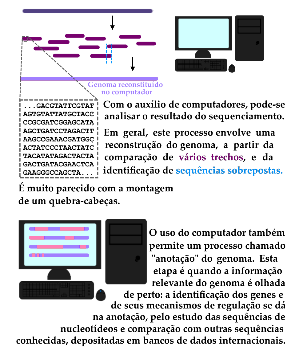 Infográfico em fundo branco, representando a terceira etapa da técnica de sequenciamento, e também a anotação do genoma. Este gráfico mostra como se encerra o processo, uma vez que a terceira etapa consiste no que se chama de montagem dos genomas sequenciados, um processo que é feito com o uso de computadores para melhor inferir a sequência de trechos do genoma. No canto superior esquerdo da imagem, temos uma representação do DNA complementar linearizado, na forma de uma única molécula em forma de linha reta na cor roxo-azulada escura, na horizontal. Uma seta preta aponta para baixo, onde encontram-se doze moléculas menores em um tom mais avermelhado de roxo. Estas doze moléculas representam os trechos sequenciados na etapa anterior, e representam apenas pedaços do genoma pelo fato de que seu elongamento pela DNA Polimerase é bloqueado pelos nucleotídeos marcados, conforme explicado no esquema anterior. As doze moléculas estão dispostas espalhadas, tanto verticalmente como horizontalmente, sendo seu posicionamento horizontal uma representação do trecho do genoma ao qual cada uma corresponde. Como cada pequeno trecho corresponde a um pedaço da sequência completa, algumas destas pequenas moléculas se sobrepõem, por conterem trechos da mesma parte do genoma. Entre duas destas moléculas, está destacado um destes trechos sobrepostos, com linhas na cor azul-clara que margeiam apenas a parte sobreposta. A importância destas sobreposições será explicada em maiores detalhes em breve. Ao lado direito destes pequenos trechos, temos a representação de um computador, na forma de um monitor retangular, com as bordas pretas e uma tela azul clara, além de um teclado retangular na cor preta com teclas quadradas, um mouse em formato oval com dois botões e uma roda de rolagem e, por fim, uma torre de computador, em formato retangular. Abaixo dos trechos sequenciais do genoma, temos uma seta preta, que aponta para uma nova linha contínua, do mesmo comprimento daquela que representa o DNA complementar linearizado. Esta linha está destacada em um tom de roxo claro, e identificada pelas palavras “Genoma reconstituído no computador”, na mesma cor. Abaixo destas representações de moléculas, temos um quadro, onde está representada uma sequência hipotética de nucleotídeos correspondente a um dos trechos do genoma obtidos no sequenciador. Este trecho possui 138 nucleotídeos, representados pelas letras A, T, G e C combinadas em sequências variadas. Reticências são dispostas antes e depois das 138 representações de nucleotídeos, para sugerir que este trecho de informação do genoma representa apenas uma parcela do mesmo, que possui sequências de nucleotídeos tanto antes quanto depois da porção aqui sequenciada. Ao lado deste quadro com a sequência hipotética, está o texto explicativo: “Com o auxílio de computadores, pode-se analisar o resultado do sequenciamento. Em geral, este processo envolve uma reconstrução do genoma, a partir da comparação de vários trechos, e da identificação de sequências sobrepostas. É muito parecido com a montagem de um quebra-cabeças.” O texto está escrito em letra preta, com o termo “vários trechos” escrito no tom de roxo correspondente às doze moléculas que representam os trechos do genoma sequenciados, e o termo “sequências sobrepostas” na cor azul clara utilizada para destacar uma destas sobreposições. As sequências sobrepostas são importantes para guiar a montagem do genoma, pois permitem a identificação da sequência na qual os trechos se encaixam. Abaixo deste texto explicativo, temos uma segunda imagem de um computador, idêntico ao anterior, exceto pelo fato de que, em sua tela, estão dispostas quatro linhas retas no sentido horizontal, uma embaixo da outra. Estas linhas representam, na realidade, a sequência de uma única molécula, quebrada em quatro para melhor ser disposta na tela do computador. Trechos da linha estão destacados em rosa, enquanto outros estão marcados na mesma cor roxa do “genoma reconstituído no computador” representado na porção superior do esquema. Ao lado deste computador, temos o texto explicativo, todo na cor preta: “O uso do computador também permite um processo chamado, abre aspas, anotação, fecha aspas, do genoma. Esta etapa é quando a informação relevante do genoma é analisada de perto: a identificação dos genes e de seus mecanismos de regulação se dá na anotação, pelo estudo das sequências de nucleotídeos e comparação com outras sequências conhecidas, depositadas em bancos de dados internacionais.”