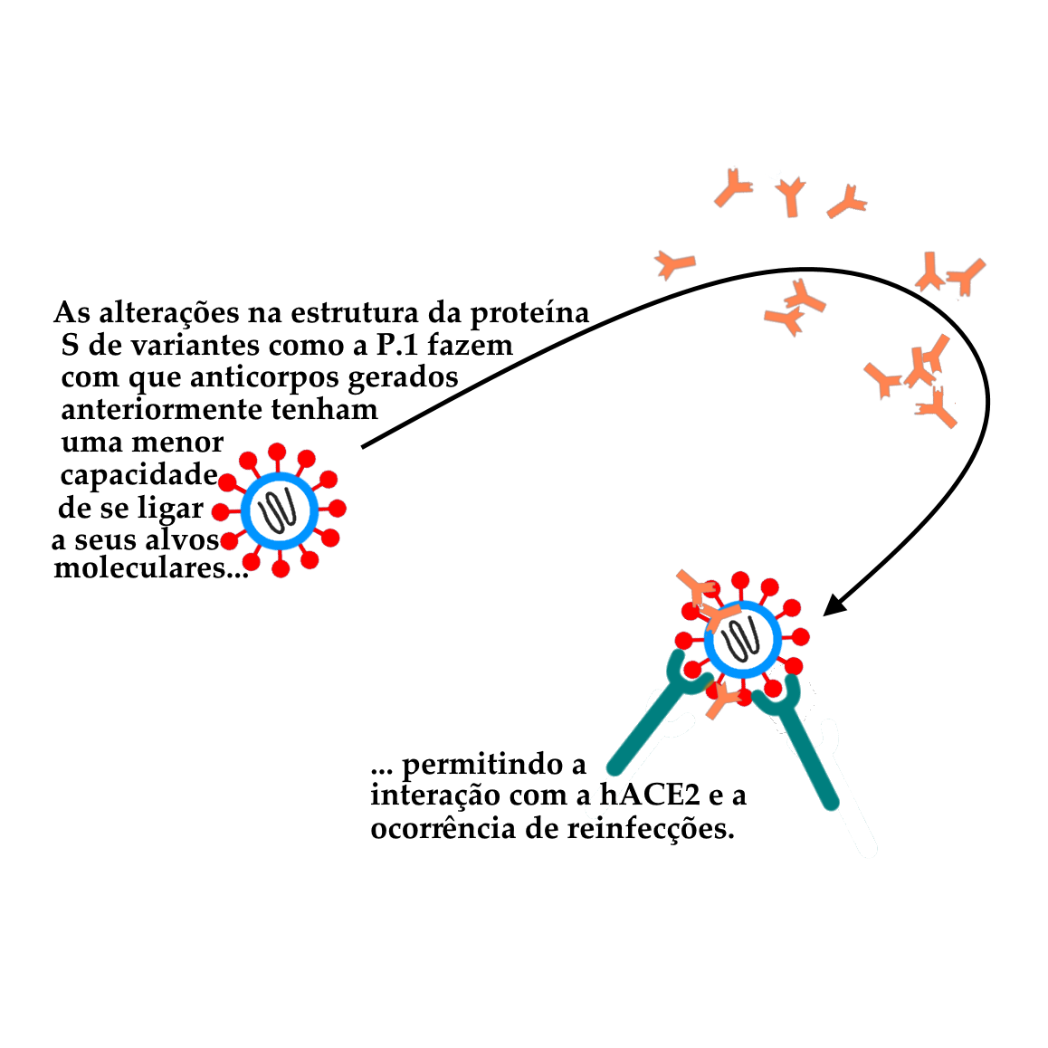 Continuação do esquema anterior, sem a legenda no canto superior, mas utilizando o mesmo esquema pictográfico. Neste esquema, está representada uma variante do vírus, com as cópias da Proteína Spike representadas em vermelho para simbolizar as alterações estruturais advindas de mutações. Como na última etapa do esquema anterior, o vírus é exposto a moléculas de anticorpos, gerados em resposta à infecção ou vacinação, com base na estrutura da Proteína S de cepas do início da pandemia, que não possuem mutações. Da mesma forma que no esquema anterior, a interação entre o vírus e os anticorpos está representada por uma seta preta que passa por entre os anticorpos e aponta para a parte de baixo. Nesta parte de baixo, encontra-se o capsídeo viral, que, ao invés de estar coberto de anticorpos como no esquema anterior, encontra-se ligado a apenas três destas moléculas, de forma a representar a menor eficiência de ligação à forma alterada da proteína. Como a maior parte das cópias da proteína S está livre, sem bloqueio pelos anticorpos, estas conseguem se ligar aos receptores hACE2. Acompanhando o esquema, temos, na cor preta, as palavras: “As alterações na estrutura da proteína S de variantes como a P.1 fazem com que anticorpos gerados anteriormente tenham uma menor capacidade de se ligar a seus alvos moleculares… permitindo a interação com hACE2 e a ocorrência de reinfecções.”