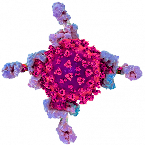 Imagem Decorativa. Esquema de micrografia eletrônica representando um vírus ligado a algumas moléculas de anticorpos