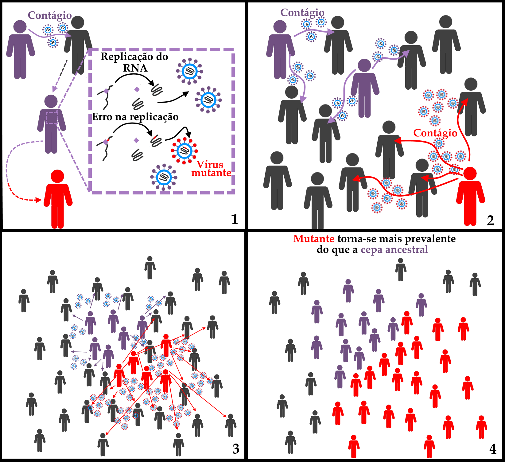 Gráfico que ilustra o efeito de mutações que levem a um aumento de transmissibilidade de um vírus na evolução deste vírus, levando ao estabelecimento de variantes como as do SARS-CoV-2. O gráfico é quadrado com fundo branco, e subdividido em quatro partes por molduras na cor preta, similar à divisão de quadros de uma história em quadrinhos. Cada uma das quatro partes retrata um momento na cronologia de eventos até o estabelecimento de uma nova mutante na população de hospedeiros. Na porção superior esquerda da primeira etapa, encontram-se duas pessoas, representadas por silhuetas humanóides simplificadas e sem detalhes como fisionomia, roupas ou cabelo. A pessoa mais à esquerda está desenhada em roxo, para simbolizar a infeção pelo SARS-CoV-2, seguindo o esquema de cores de outros esquemas deste site, que grafam a Proteína Spike do novo coronavírus nesta mesma cor. A pessoa à direita está desenhada na cor grafite, e representa um indivíduo saudável. Entre as duas pessoas, está representado o processo de contágio pela respiração, com uma seta roxa que sai da pessoa infectada em direção à pessoa saudável, e três partículas do coronavírus, consistindo em um círculo em tom azul claro representando o capsídeo, que engloba uma molécula de RNA representada na cor grafite sobre fundo branco. Em torno do vírus, ancoradas no capsídeo estão doze representações da proteína Spike, também chamada de proteína S, importante para a invasão das células hospedeiras. No esquema, a proteína Spike consiste em um círculo no topo de uma haste fina, parecida com um alfinete de cabeça, na cor roxa. Abaixo das duas pessoas, há uma representação daquela que, anteriormente saudável, agora está representada na cor roxa, denotando a infecção. Uma seta com linha pontilhada, que começa na cor grafite e se torna roxa na metade e liga a pessoa anteriormente saudável à sua representação infectada, simboliza o processo de adoecimento. Ao lado do indivíduo recém-acometido pela doença, um quadro de bordas pontilhadas em cor roxa detalha o processo de replicação do vírus, com a replicação do RNA representada por uma linha na cor grafite simbolizando o próprio RNA, e um losango roxo representando as enzimas envolvidas na produção de suas cópias. Ao lado das cópias de RNA, dois novos capsídeos na cor roxa, gerados durante o processo de replicação do vírus, estão representados, denotando o final do processo, no qual as novas cópias de RNA são encapsuladas, gerando vírus funcionais. Abaixo deste esquema da replicação, temos um esquema representando um erro de replicação, muito parecido com o anterior, exceto pelo fato de que uma das moléculas de RNA copiadas pelas enzima apresenta um erro, representado por um trecho vermelho na molécula. Esta molécula carregando uma mutação é inserida em um capsídeo que também está diferenciado, com suas cópias da proteína S em vermelho ao invés de roxo. Ainda no primeiro quadro, para denotar que o hospedeiro recém-infectado agora pode transmitir cópias do vírus que carregam a mutação, temos a representação desta pessoa agora em vermelho, com uma seta em linha pontilhada metade roxa e metade vermelha saindo da silhueta roxa e apontando para baixo. No segundo quadro, representando um segundo momento de espalhamento viral, temos duas pessoas infectadas com o vírus sem mutação (representadas em roxo), em meio a um grupo grande de pessoas saudáveis (representadas em cinza). As pessoas infectadas transmitem a doença para duas pessoas saudáveis cada. Da mesma forma que no quadro anterior, a transmissão viral é representada por setas roxas e três cópias do SARS-CoV-2 com a Proteína S na cor roxa. No mesmo quadro, no canto inferior direito, temos a representação do indivíduo que transmite o vírus mutante (representado em vermelho). Este também infecta pessoas saudáveis. Como o efeito desta mutação hipotética é o de aumentar a transmissibilidade do vírus, isto está representado no fato de que este único indivíduo é capaz de infectar outras quatro pessoas. Adicionalmente, os eventos de transmissão do vírus mutante, além de terem a seta e as cópias da Proteína S na cor vermelha, trazem cinco cópias de capsídeos virais ao invés de três. No terceiro quadro está representado um número maior de pessoas, representando o espalhamento das duas linhagens do vírus, a inicial e a mutante, na população. Como cada pessoa que carrega o vírus mutante o transmite para aproximadamente o dobro de pessoas em relação às que carregam o vírus sem mutação, estão representados muito mais eventos de transmissão e capsídeos, mesmo com o número de pessoas acometidas pela linhagem inicial sendo maior. O quarto e último quadro representa o mesmo número de pessoas que o anterior, trazendo o resultado dos eventos de transmissão do terceiro quadro. Como consequência do maior espalhamento, a linhagem mutante agora acomete um número muito maior de pessoas do que a linhagem inicial, o que é representado pelo esquema de cores das silhuetas humanas. Acima da população representada, estão os dizeres “Mutante torna-se mais prevalente do que a cepa ancestral”. A palavra “mutante” está em vermelho, e as palavras “cepa ancestral” em roxo. O resto da frase está escrito em preto.