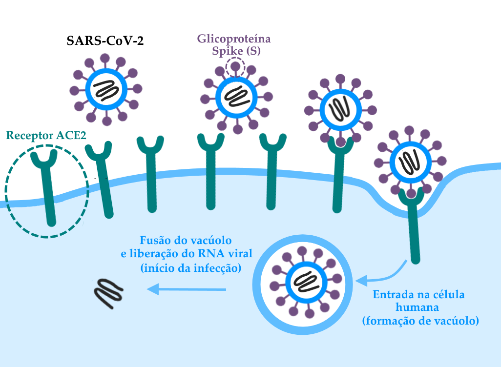 Infográfico representando os passos iniciais da infecção de uma célula humana pelo novo coronavírus SARS-CoV-2. O infográfico tem um fundo branco acima, e apresenta os seguintes elementos: na parte superior, temos uma partícula do novo coronavírus, representado como um círculo em tom azul claro representando o capsídeo, que engloba uma molécula de RNA representada na cor grafite sobre fundo branco. Em torno do vírus, ancoradas no capsídeo estão doze representações da proteína Spike, também chamada de proteína S, importante para a invasão das células hospedeiras. No esquema, a proteína Spike consiste em um círculo no topo de uma haste fina, parecida com um alfinete de cabeça, na cor roxa. O vírus aparece no esquema mais quatro vezes, em uma representação das etapas da infecção, conforme explicado a seguir. Abaixo da partícula viral, temos uma linha curva de tom azul claro, que simboliza a membrana plasmática de uma célula humana. Abaixo desta linha, uma porção em tom mais claro de azul simboliza o interior da célula, e preenche toda a porção inferior do gráfico. Ancoradas na membrana da célula, temos sete cópias do receptor hACE2, no qual a Spike se conecta. O hACE2 está representado como uma forquilha em tom verde-azulado, de bifurcação arredondada de forma a permitir o encaixe dos círculos da proteína Spike do capsídeo viral. O SARS-CoV-2 está identificado por seu nome na cor preta, enquanto o hACE2 e a Glicoproteína Spike (S) têm uma das cópias destacada por um quadro em linha pontilhada e o respectivo nome escrito, ambos no tom de cor correspondente à molécula em questão. A terceira representação do SARS-CoV-2 na imagem encontra-se ancorada à penúltima molécula da hACE2 do esquema, representando a ligação entre o vírus e seu receptor. Em seguida a esta ligação, ocorre a internalização do vírus pela célula, junto à molécula de hACE2 que se ligou à partícula viral. Isto está representado pela formação de uma reentrância na porção da membrana em torno da última molécula de hACE2 do esquema, que encontra-se mais para dentro da célula do que as demais. Próxima a esta molécula mais internalizada, temos uma seta no mesmo tom de azul da membrana da célula apontando para um vacúolo à esquerda, dentro do qual encontra-se o vírus. O vacúolo, por se tratar de uma bolha de membrana, tem bordas no tom de azul da membrana, e seu interior no mesmo tom de branco do fundo do esquema, de forma a representar o fato de que ele não é composto de material celular. Sob a seta, estão dispostas as palavras “Entrada na célula humana” e, entre parênteses “formação de vacúolo”. À esquerda do vacúolo, temos outra seta no mesmo tom de azul, acompanhada pelos dizeres “Fusão do vacúolo e liberação do RNA viral” e, entre parênteses “início da infecção”. A seta aponta para a molécula de RNA do SARS-CoV-2, solta no citoplasma da célula, já com o vacúolo desfeito.