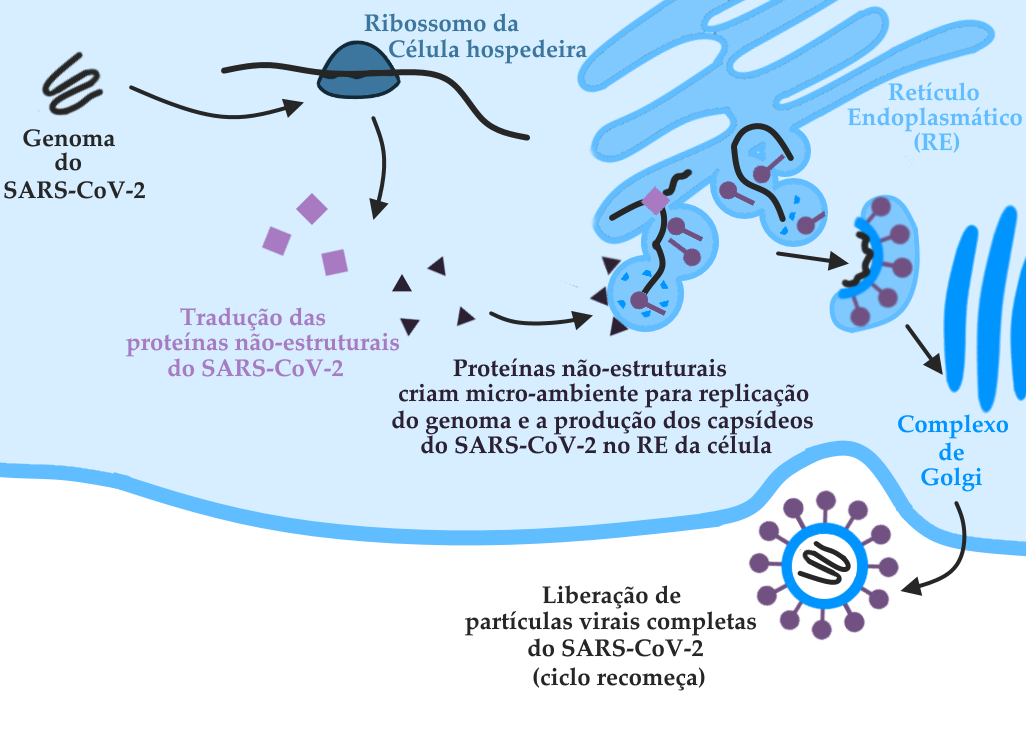 Infográfico representando os passos finais da infecção de uma célula humana pelo novo coronavírus SARS-CoV-2. O infográfico tem um fundo branco na parte de baixo, e apresenta os seguintes elementos: cobrindo aproximadamente os dois terços superiores do gráfico está a representação do interior de uma célula humana, em cor azul claro. No limite entre o interior da célula e o fundo branco do gráfico, uma linha em tom azul um pouco menos clara do que a do interior da célula representa a membrana plasmática da célula hospedeira. No interior da célula, no canto superior esquerdo, seguindo o processo de entrada do vírus, está representado o genoma do SARS-CoV-2, na forma de uma molécula única de RNA, representada por uma linha única contorcida, na cor grafite. Uma seta na cor preta sai do RNA viral na direção à segunda etapa representada no esquema: nesta, um ribossomo da célula hospedeira, representado por uma figura azul escura em formato ovoide, realiza o processo conhecido como tradução do RNA, que é a síntese de proteínas de acordo com a informação codificada neste RNA. Uma seta preta saindo do ribossomo indica o produto desta etapa de tradução: as proteínas não-estruturais, representadas por formas geométricas como triângulos e quadrados, respectivamente na cor roxo claro e roxo escuro. Uma seta preta aponta destas proteínas para outra estrutura celular, o Retículo Endoplasmático, representado por uma forma irregular com diversos prolongamentos e reentrâncias, maior do que as outras estruturas descritas, e em um tom de azul intermediário entre o interior da célula e sua membrana. Sob a seta, estão dispostas as palavras “Proteínas não-estruturais criam micro-ambiente para replicação do genoma e a produção dos capsídeos do SARS-CoV-2 no Retículo Endoplasmático da célula”. Dento do Retículo Endoplasmático, algumas etapas de produção do capsídeo estão representadas, como a produção de proteínas do capsídeo viral, em cor azul similar à da membrana da célula, além de outras proteínas estruturais, como a Proteína Spike, no formato de alfinetes de cabeça na cor roxa. Também está representada a replicação do RNA viral. Outra seta sai do Retículo Endoplasmático em direção ao Complexo de Golgi, representado nesta imagem como três formas alongadas de pontas arredondadas, em tom vívido de azul. O mesmo tom de azul é usado para as palavras “Complexo de Golgi” abaixo da estrutura. Uma última seta sai do Complexo de Golgi para a porção do gráfico externa à célula, onde encontra-se uma partícula completa do SARS-CoV-2, desenhado conforme outros esquemas deste site: um círculo em tom azul claro representando o capsídeo, que engloba uma molécula de RNA representada na cor grafite sobre fundo branco. Em torno do vírus, ancoradas no capsídeo estão doze representações da proteína Spike, também chamada de proteína S, importante para a invasão das células hospedeiras. No esquema, a proteína Spike consiste em um círculo no topo de uma haste fina, parecida com um alfinete de cabeça, na cor roxa. À esquerda do vírus, em letras pretas, encontram-se as palavras: “Liberação de partículas virais completas do SARS-CoV-2” e, entre parênteses, “o ciclo recomeça”.