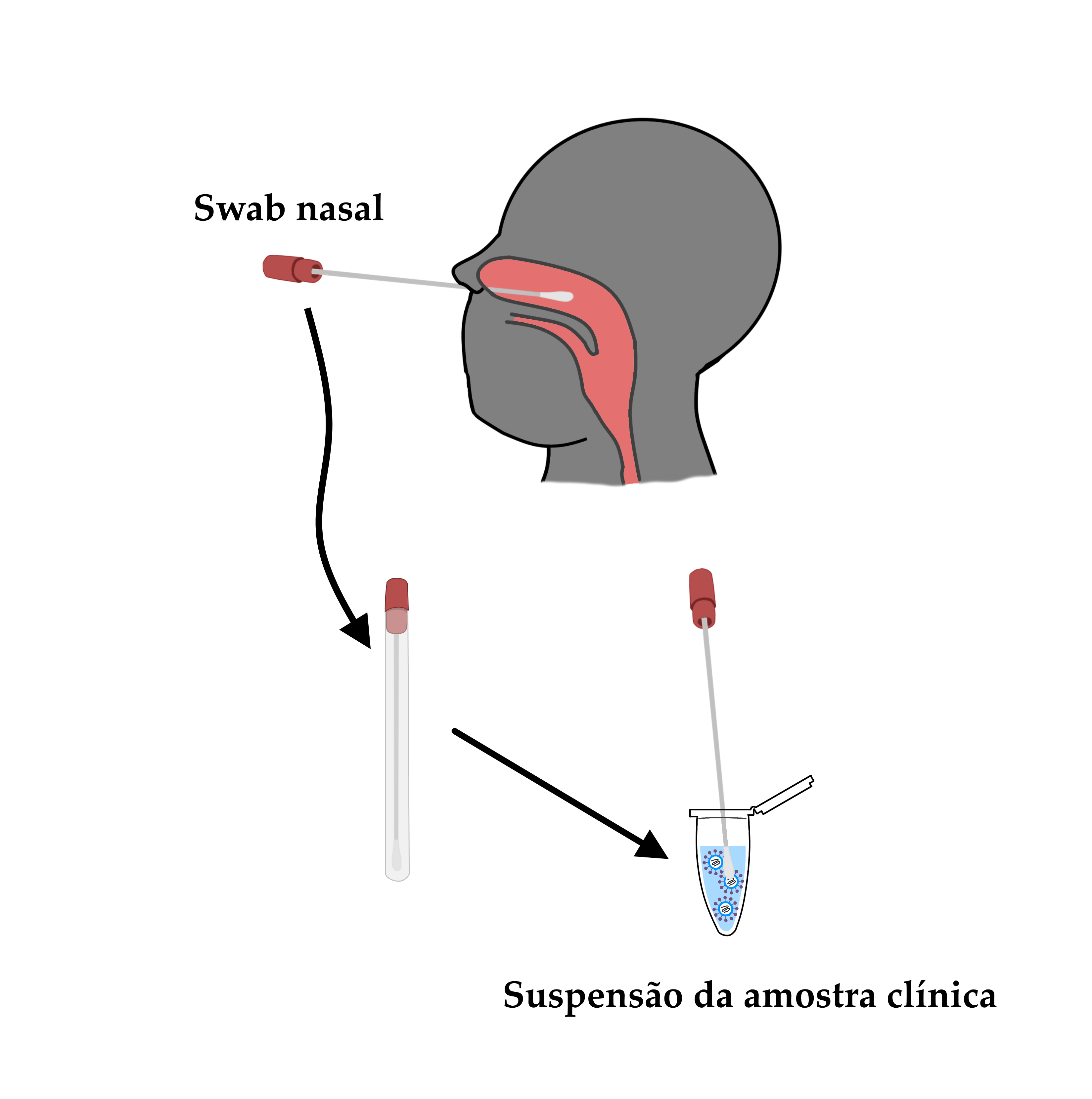 Gráfico em fundo branco, ilustrando o processo de coleta de amostra clínica de orofaringe para testagem e isolamento do novo coronavírus, que também serve para a detecção de outros patógenos que acometem o trato respiratório. Esta etapa é a que antecede todos os protocolos de biologia molecular utilizados pela Rede Genômica para o estudo do vírus. No gráfico, temos a silhueta de um rosto humano simplificado, na cor cinza, de perfil, com a cabeça erguida para trás de forma a deixar as narinas para frente. Em meio à silhueta, temos um recorte que delineia a mucosa da orofaringe, representada em cor rosada. O formato deste recorte é irregular, com uma porção arredondada que se estende do nariz até o meio da cabeça, projetando-se para trás e para baixo e descendo até a garganta, com uma segunda abertura mais estreita que se projeta na direção da boca. Em frente ao rosto, temos um cotonete para coleta, também chamado de swab, com uma haste longa. O cotonete está introduzido em uma das narinas da pessoa, em processo de coleta. Em uma das pontas, encontra-se uma tampa, uma vez que estes cotonetes costumam vir acompanhados por um tubo para proteção da amostra clínica de contaminação pelo ar. Na outra ponta, temos a cabeça de algodão, que encontra-se em contato com a orofaringe, introduzida a partir da narina. Acima do cotonete, na cor preta, temos as palavras “swab nasal”. Abaixo do cotonete, uma seta com linha curva aponta para uma segunda imagem, que retrata o mesmo fechado no tubo de proteção. Uma segunda seta, com a linha reta aponta para uma segunda etapa, normalmente realizada já nos laboratórios: o cotonete está agora com a ponta de algodão colocada dentro de um pequeno tubo de laboratório conhecido como “tubo de microcentrífuga”, que possui uma abertura com tampa e uma ponta fina na extremidade inferior. Dentro do tubo, além da ponta do cotonete, encontra-se um líquido para suspensão, no qual estão representadas algumas partículas do SARS-CoV-2, seguindo o mesmo padrão de outras imagens deste website: um círculo em tom azul claro representando o capsídeo, que engloba uma molécula de RNA representada na cor grafite sobre fundo branco. Em torno do vírus, ancoradas no capsídeo estão doze representações da proteína Spike, também chamada de proteína S, importante para a invasão das células hospedeiras. No esquema, a proteína Spike consiste em um círculo no topo de uma haste fina, parecida com um alfinete de cabeça, na cor roxa.