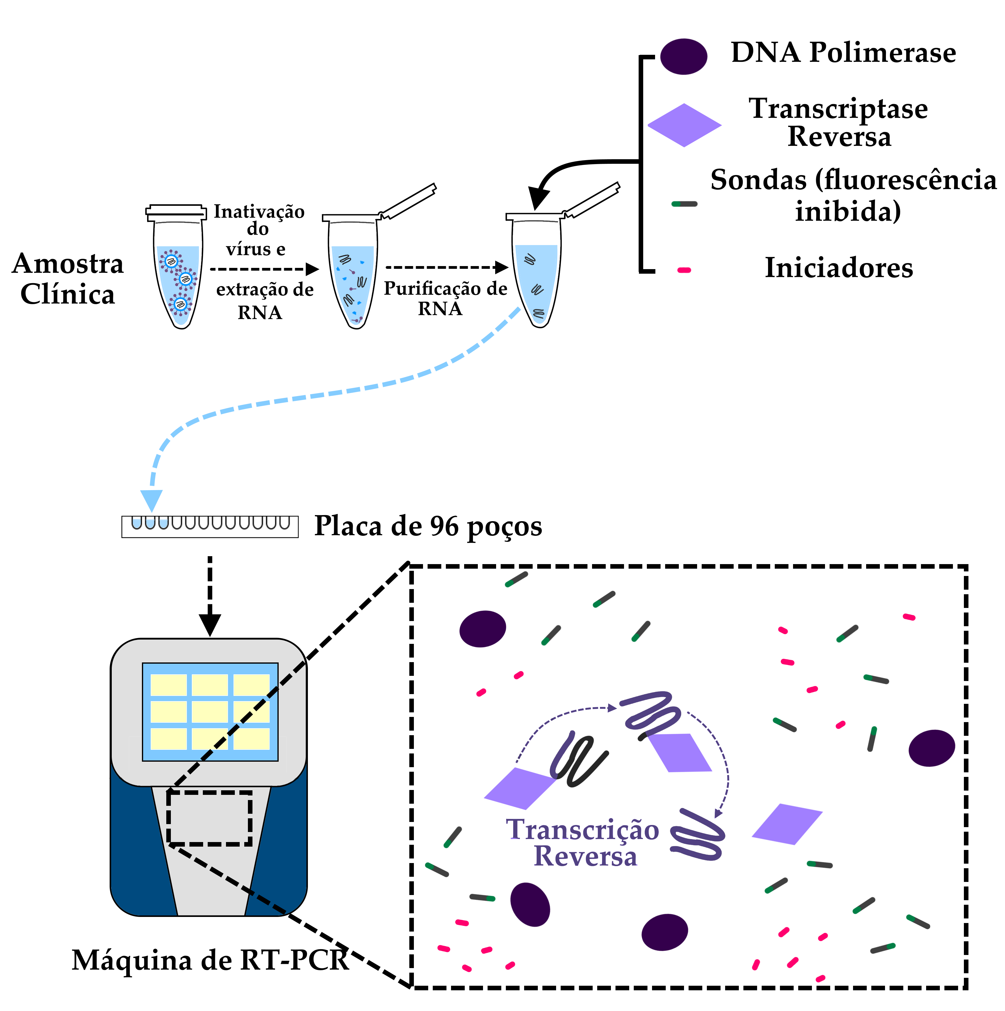 Gráfico em fundo branco, ilustrando o processo de preparo da técnica de RT- PCR, através do qual é possível detectar a quantidade de RNA presente numa amostra biológica como, por exemplo, o genoma do SARS-CoV-2. Este esquema é a continuação da figura que ilustra a etapa de coleta da amostra clínica. No canto superior esquerdo, temos o tubo de microcentrífuga da imagem anterior, contendo a suspensão da amostra clínica. O tubo de microcentrífuga possui uma abertura com tampa e uma ponta fina na extremidade inferior. Nesta figura, o tubo encontra-se fechado. Uma seta preta em linha pontilhada sai desse tubo para a direita, acompanhada das palavras “Inativação do Vírus e extração de RNA”. Na outra ponta da seta encontra-se novamente o tubo, com sua tampa aberta e, flutuando na suspensão, estão moléculas de RNA e pequenas partículas, que representam impurezas da coleta e pedaços dos capsídeos virais desfeitos no processo de extração de RNA.. Outra seta, também na cor preta, sai deste tubo para a direita, representando mais uma etapa do processo. Junto à seta estão as palavras “Purificação de RNA”. Ao lado direito da seta, o tubo encontra-se novamente aberto, com apenas as moléculas de RNA em suspensão, para representar o resultado do processo de purificação do RNA. O RNA, como em outras figuras neste site, está representado na forma de uma linha única com três curvas, na cor grafite. Ao lado direito do tubo, temos um conjunto de reagentes que, após esta etapa, serão acrescentados à suspensão de RNA para que possa ocorrer de fato a reação de RT-qPCR. Os reagentes são: a enzima DNA polimerase, representada por uma forma oval na cor roxa escura; a enzima Transcriptase Reversa ou RT, representada por um losango em cor roxa clara; As sondas, com fluorescência inibida, representadas por uma linha preta com uma pequena porção verde na ponta esquerda. e os iniciadores, representados por uma linha rosa, mais curta do que a das sondas. Este conjunto de quatro elementos, que serão melhor explicados a seguir, estão agregados pela figura de um colchete no lado esquerdo, na cor preta, do qual sai uma seta na mesma cor apontando para dentro do tubo de microcentrífuga, indicando a adição destes reagentes à suspensão de RNA. Uma seta azul clara, da mesma cor do líquido no qual o RNA está suspenso, aponta do tubo para baixo, onde está representada uma placa de acrílico de noventa e seis poços, utilizada para ensaios de laboratório. A placa está representada de lado, na forma de um retângulo transparente, com doze poços aparentes, na forma de semicírculos, que representam pequenas reentrâncias na superfície da placa, onde pode-se depositar o líquido. A placa está acompanhada pelas palavras “Placa de 96 poços” na cor preta. Uma seta aponta para baixo, na direção de uma máquina de RT-PCR, consistindo em uma forma retangular similar a um computador pessoal, na cor cinza, com detalhes em azul vívido nos lados. Uma tela na cor azul clara encontra-se na parte superior do aparelho, onde estão dispostos retângulos amarelos. Em uma máquina real, estes retângulos são botões de menus onde pesquisadores podem operar e configurar o aparelho. Sob a máquina de RT-PCR, temos as palavras “Máquina de RT-PCR” escritas em preto. Um quadro disposto à direita da máquina representa a primeira das etapas do processo, mostrando o que ocorre nos poços da placa de 96 poços durante a reação de transcrição reversa. Neste quadro estão dispostas várias cópias dos reagentes e do RNA viral, ilustrando que a reação pode acontecer de milhares a milhões de vezes em uma única máquina de RT-PCR. Uma das moléculas de RNA viral está disposta próxima a uma cópia da enzima Transcriptase Reversa. Uma seta para a direita aponta para a enzima enquanto ela copia o RNA e sintetiza uma molécula denominada DNA complementar, representada no mesmo formato do RNA, mas na cor roxa. As palavras “Transcrição Reversa” denotam o nome desta reação enzimática.