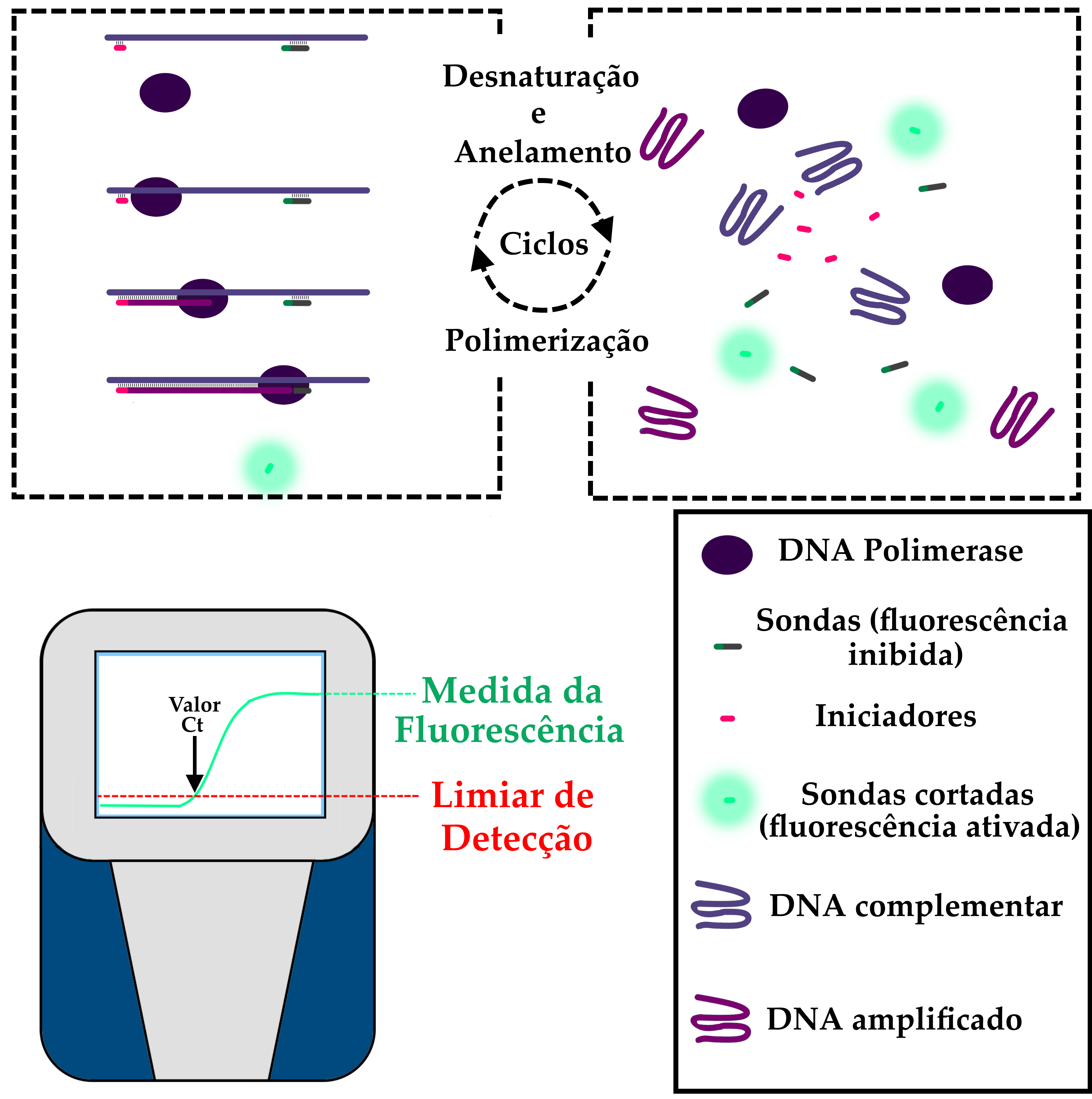 Gráfico em fundo branco, ilustrando as etapas de amplificação e leitura da fluorescência no processo do RT-qPCR. Desta forma, este gráfico continua as duas figuras anteriores sobre este processo. A porção superior da imagem retrata o que acontece nos ciclos de temperatura dos aparelhos de RT-qPCR, onde ocorrem aumentos e diminuições sucessivos de temperatura, de forma a permitir a ação da DNA polimerase em temperaturas mais baixas e depois a separação — também chamada de desnaturação — das dupla-fitas de DNA geradas pela enzima no processo de cópia e um novo anelamento dos iniciadores e sondas. Para o processo de desnaturação ocorre um aumento da temperatura, seguido de uma nova diminuição para a etapa de anelamento e, posteriormente, a síntese de novas duplas-fitas de DNA, processo também conhecido como amplificação ou polimerização. As duas etapas destes ciclos estão representadas por quadros, sendo o da esquerda ilustrativo da polimerização e o da direita o da desnaturação. No quadro da esquerda estão representadas as moléculas do DNA complementar, na forma de uma linha reta na horizontal, cor roxa, com a qual estão pareadas, em paralelo, uma pequena linha rosa reta, correspondendo ao iniciador, paralela ao DNA complementar em sua porção mais à esquerda. À direita do iniciador, um pouco mais à direita do que o centro do DNA complementar temos, também em paralelo a molécula da sonda com a fluorescência inativada, consistindo em uma linha preta um pouco mais longa do que o iniciador, com uma ponta verde escura. Abaixo destas três moléculas, está representada a enzima DNA polimerase, como uma forma oval em cor roxo escuro. Abaixo deste conjunto de moléculas, temos a sucessão do processo, consistindo em três etapas, uma representada abaixo da outra. Na primeira etapa, a enzima DNA polimerase se liga ao conjunto do DNA complementar e o iniciador, no canto esquerdo. Abaixo, temos a enzima um pouco mais à direita, com a molécula de DNA que está sendo sintetizada utilizando o DNA complementar como molde representada em um tom mais claro de roxo. Dois detalhes importantes são o fato de que a fita nascente de DNA ainda não está completa, e a DNA polimerase ainda não alcançou a região do DNA complementar onde está anelada a sonda. A próxima etapa do elongamento mostra a enzima DNA polimerase quase no fim do processo de cópia do DNA complementar. Neste ponto, a enzima já passou pela sonda, partindo-a em pedaços e, desta forma, permitindo que a porção fluorescente da mesma seja separada do inibidor de sua fluorescência, que faz parte da sonda. Desta maneira, abaixo do conjunto da DNA polimerase e seus substratos, temos uma pequena molécula verde, que agora está com uma cor mais vívida e emite um halo verde, desenhado para simular o brilho fluorescente. Na porção superior direita do gráfico, temos a representação da etapa de desnaturação, que ocorre em decorrência do aumento de temperatura dentro do termociclador. Nesta etapa, ao invés de estarem linearizadas e aneladas, moléculas de DNA complementar, sondas ainda não partidas pela ação da DNA polimerase e moléculas de iniciadores estão dispostas sem nenhuma ordem, junto a unidades de DNA polimerase e os marcadores fluorescentes de sondas já partidas. Na porção inferior do gráfico, temos uma nova representação do aparelho de RT-qPCR, similar à representação no esquema anterior: uma forma retangular similar a um computador pessoal, na cor cinza, com detalhes em azul vívido nos lados. Uma tela encontra-se na parte superior do aparelho. Neste esquema, representando as informações que este tipo de máquina traz como resultado dos ciclos, temos uma tela branca onde está disposta uma linha de gráfico verde, representando a medição total da fluorescência no eixo vertical, ao longo do número de ciclos no eixo horizontal. A medida que os ciclos vão ocorrendo e mais sondas vão tendo sua fluorescência ativada pela ação de quebra da DNA polimerase, mais cresce a fluorescência. O quão rápido se acumula fluorescência também está relacionado à quantidade de RNA na amostra inicial, pois o processo de alongamento e a liberação da fluorescência serão mais intensos. Representado em vermelho está o limiar de detecção, que corresponde à quantidade mínima de fluorescência para que o aparelho consiga detectar a atividade fluorescente. Esta linha vermelha está na parte inferior do gráfico, disposta na horizontal, e corta a linha verde da detecção de fluorescência no ponto exato onde ela começa a subir. Marcado neste ponto está o chamado Valor Ct, que corresponde ao número de ciclos até a superação deste limite de detecção. O Valor Ct está indicado por uma seta e pelo escrito “Valor Ct” em cor preta, enquanto a medida de fluorescência e o limiar de detecção estão escritos, respectivamente, em verde e em vermelho, conforme as cores das linhas. À direita do aparelho de RT-qPCR está disposta uma legenda do gráfico, com as representações pictográficas de cada elemento das reações conforme aparecem no gráfico, identificados com seus nomes na cor preta, na seguinte ordem, de cima para baixo: DNA Polimerase; Sondas (fluorescência inibida); Iniciadores; Sondas cortadas (fluorescência ativada); DNA complementar; DNA amplificado. O DNA amplificado também foi chamado nesta descrição de fita nascente.