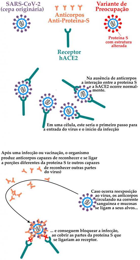 Esquema representando a ação de anticorpos no bloqueio da infecção pelo vírus SARS-CoV-2, em fundo branco. Na porção superior da imagem, uma legenda retrata os elementos do esquema: o vírus SARS-CoV-2 em sua versão originária do início da pandemia está representado como um círculo em tom azul claro representando o capsídeo, que engloba uma molécula de RNA representada na cor grafite sobre fundo branco. Em torno do vírus, ancoradas no capsídeo estão doze representações da proteína Spike, também chamada de proteína S, importante para a invasão das células hospedeiras. No esquema, a proteína Spike consiste em um círculo no topo de uma haste fina, parecida com um alfinete de cabeça, na cor roxa. O receptor hACE2, no qual a Spike se conecta está representado como uma forquilha em tom verde-azulado, de bifurcação arredondada de forma a permitir o encaixe dos círculos da proteína Spike do capsídeo viral. Também estão representados na legenda os anticorpos que reconhecem, se ligam e bloqueiam a atividade da proteína Spike, em formato de Y e com as duas terminações da bifurcação apresentando cortes em V, representando os sítios que reconhecem trechos da molécula-alvo. Por fim, está representada na legenda uma variante do SARS-CoV-2 com mutações que levam a alterações estruturais na proteína S. Esta variante é representada de maneira bem similar à versão originária do início da pandemia: um capsídeo circular em tom azul claro, que engloba uma molécula de RNA representada na cor grafite, mas as doze representações da proteína Spike estão representadas em vermelho, de forma a evidenciar a mutação. Abaixo da legenda, está representada a ligação entre várias cópias da forma originária do vírus e unidades do receptor hACE2. Alguns dos capsídeos virais estão ligados a mais de um receptor. Ao lado direito deste trecho da imagem, temos os dizeres, na cor preta “Na ausência de anticorpos, a interação entre a proteína S e a hACE2 ocorre normalmente. Em uma célula, este seria o primeiro passo para a entrada do vírus e o início da infecção.” Abaixo deste trecho do esquema, temos uma nova etapa. Nesta, o vírus, ainda na versão originária representada em roxo, é reconhecido por anticorpos, que se ligam às moléculas da proteína S. A interação do vírus com os anticorpos é representada por uma seta na cor preta, que passa por entre os anticorpos e aponta para a parte de baixo da imagem. Nesta parte de baixo, um vírus coberto pelos anticorpos encontra-se próximo a duas moléculas do receptor hACE2. O bloqueio que estes anticorpos promovem, impossibilitando a ligação do vírus ao receptor hACE2 está representado na forma de duas letras X na cor vermelha, posicionadas entre cada receptor e o vírus. Acompanhando estas etapas está o texto na cor preta: “Após uma infecção ou vacinação, o organismo produz anticorpos capazes de reconhecer e se ligar a porções diferentes da proteína S (e outros capazes de reconhecer outras partes do vírus). Caso ocorra reexposição ao vírus, os anticorpos circulando na corrente sanguínea e mucosas se ligam a seus alvos… e conseguem bloquear a infecção, ao cobrir as partes da proteína S que se ligariam ao receptor.”