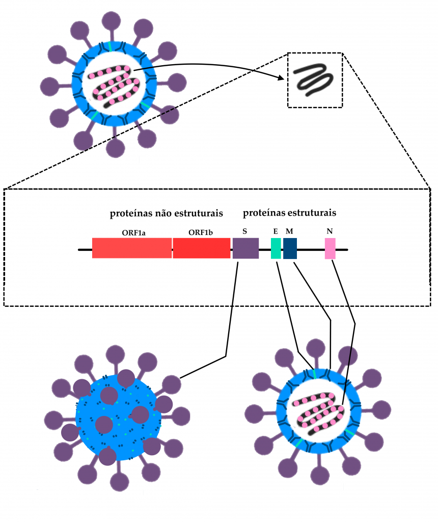 Esquema da estrutura do novo coronavírus pandêmico SARS-CoV-2. A imagem é um esquema em fundo branco. Na parte superior esquerda há uma representação em corte vertical do capsídeo viral, consistindo em um círculo azul claro, que engloba uma molécula de RNA representada na cor grafite sobre fundo branco, e coberta por círculos fechados na cor rosa, representando as proteínas do Nucleocapsídeo. O círculo azul é atravessado por traços na cor verde-clara que representam as proteínas do Envelope viral, e também por duplas de traços na cor azul-escura e em formato da letra “J”, um virado para cada lado, representando as proteínas virais de Membrana. Emergem do círculo em azul claro que representa a membrana viral, como que ancoradas no capsídeo, estão doze representações da proteína Spike, também chamada de proteína S, importante para a invasão das células hospedeiras. No esquema, a proteína Spike consiste em um círculo no topo de uma haste fina, parecida com um alfinete de cabeça, na cor roxa. Uma seta da cor preta sai do genoma viral, apontando para a esquerda, onde está representado o RNA viral sem as proteínas do nucleocapsídeo. Da representação do RNA viral emerge uma caixa feita em linha pontilhada, que indica uma ampliação deste RNA para revelar sua estrutura gênica. Dentro da caixa, está representado o RNA na forma de uma linha na cor grafite, com alguns genes de sua estrutura destacados nas seguintes cores: as proteínas não estruturais ORF1a e ORF1b, na porção esquerda do genoma viral, respectivamente marcadas em vermelho-rosado e vermelho-vivo; na porção direita do genoma viral, as proteínas estruturais, nas cores escolhidas para representá-las visualmente no esquema do capsídeo viral, ou seja: primeiramente o gene da proteína S, em cor roxa; logo após, mais à direita, o gene da proteína de Envelope, em tom verde-claro; após este gene, aquele que corresponde às proteínas de Membrana, em azul-escuro; por fim, o gene à direita de todos os outros em cor rosa, que codifica para a proteína do nucleocapsídeo. Os genes, bem como a classificação de proteínas estruturais e não-estruturais, estão identificados por escrito em letras pretas, sendo os genes ORF1a e ORF1b identificados com estes nomes e os genes das proteínas Spike, Envelope, Membrana e Nucleocapsídeo identificados apenas com as iniciais S, E, M e N, respectivamente.