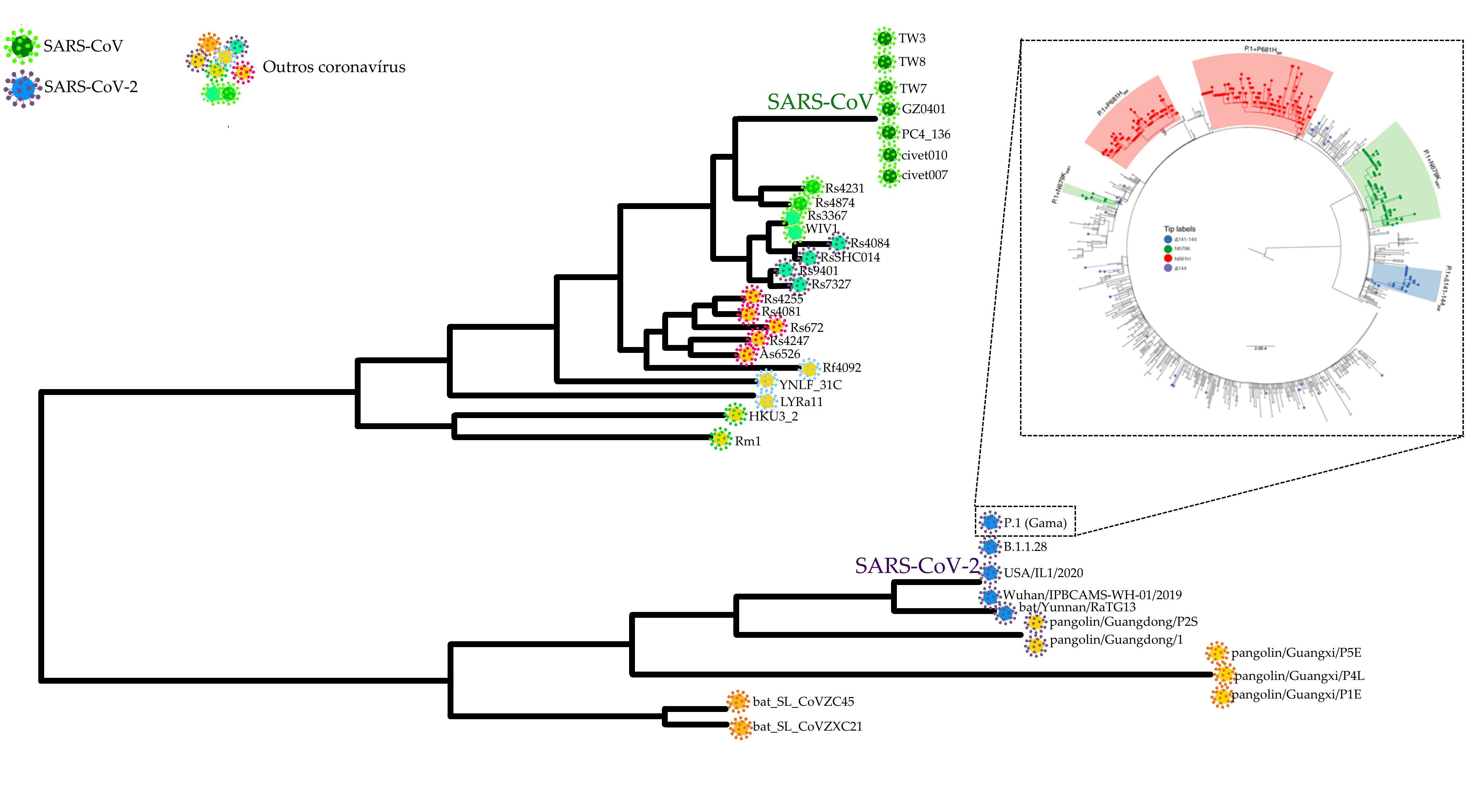 Gráfico que representa a árvore filogenética dos coronavírus de relevância epidemiológica dos anos mais recentes, demonstrando a evolução e o parentesco dos vírus com o SARS-CoV-2. O gráfico utiliza linhas que se ramificam para representar o parentesco entre diferentes espécies e/ou linhagens associa duas diferentes variáveis representadas por ramificações. Na legenda, no canto superior esquerdo, um círculo verde representa o vírus SARS-CoV, um círculo azul o SARS-CoV-2 e outros círculos coloridos representam outras espécies de coronavírus. O gráfico possui duas grandes ramificações, mostrando que há uma separação em dois ramos, sendo que o ramo superior é o que contém o vírus SARS-CoV e os coronavírus evolutivamente mais próximos a este. O ramo tem mais divisões, gerando ramos menores, de forma que a distância entre dois vírus é uma representação visual de seu parentesco evolutivo. Neste ramo superior encontram-se os vírus Rm1, HKU3_2, LYRa11, YNLF_31C, Rf4092, As6526, Rs4247, Rs672, Rs4081, Rs4255, Rs7327, Rs9401, RsSHC014, Rs4084, WIV1, Rs3367, Rs4874 e Rs4231, não pertencentes à espécie SARS-CoV, além das linhagens SARS-CoV: TW3, TW8, TW7, GZ0401, PC4_136, civet010 e civet007. O grande ramo inferior do gráfico contém os vírus bat_SL_CoVZC45, bat_SL_CoVZXC21, pangolin/Guangxi/P5E, pangolin/Guangxi/P4L, pangolin/Guangxi/P1E, pangolin/Guangdong/P2S e pangolin/Guangdong/1, não pertencentes à espécie SARS-CoV-2, além das linhagens SARS-CoV-2: P.1 (Gama), B.1.1.28, USA/IL1/2020, Wuhan/IPBCAMS-WH-01/2019 e bat/Yunnan/RaTG13. No canto superior direito do gráfico, há uma segunda árvore filogenética, em formato circular, detalhando sublinhagens da Variante P.1 (Gama) e suas relações de parentesco.