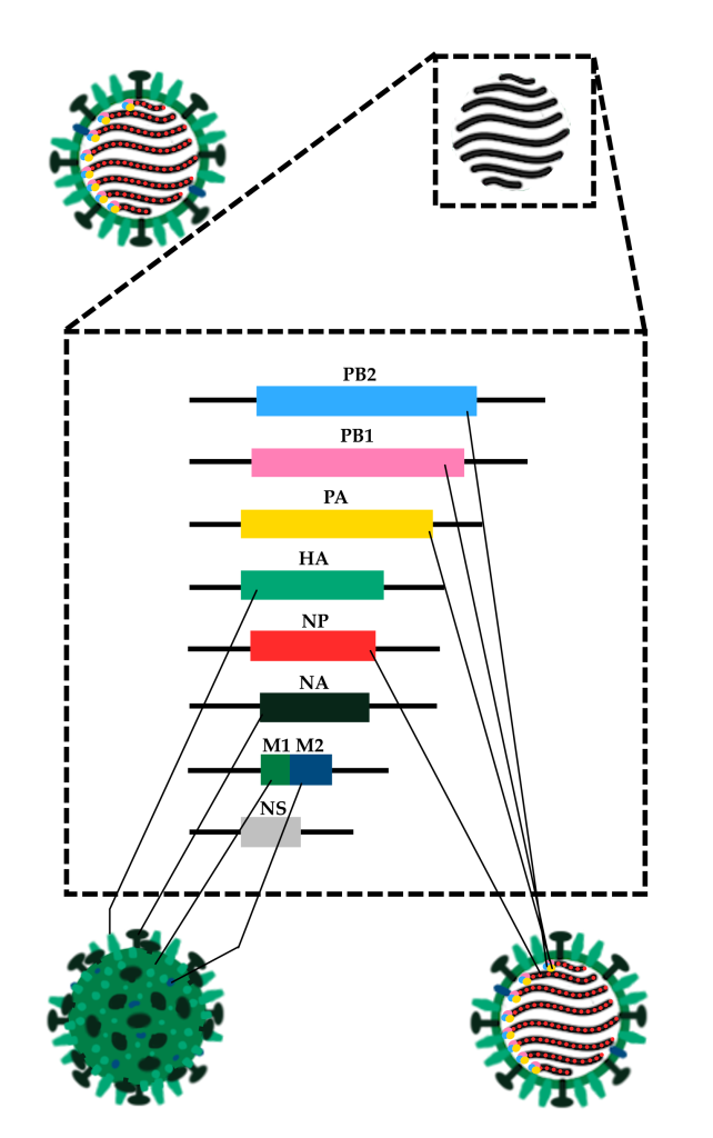 Esquema representando a estrutura do genoma do vírus Influenza A, e ilustrando na estrutura do capsídeo viral os produtos dos principais genes. Na porção superior da imagem, sobre fundo branco, estão dispostas as imagens de um capsídeo viral do Influenza e seu genoma. O capsídeo consiste em um círculo verde com algumas formas geométricas em outros tons de verde ancorados no contorno do círculo, representando as proteínas de superfície Hemaglutinina e Neuraminidase. No interior do círculo, estão dispostas 8 linhas de cor grafite representando os oito segmentos do genoma do vírus Influenza, cada uma destas acompanhada por três pequenos círculos nas cores azul claro, rosa e amarelo, representando os complexos de polimerase. Ao longo de toda a extensão de cada molécula de RNA viral, estão ainda dispostos círculos vermelhos, que representam as nucleoproteínas do Influenza. Ao lado direito da representação do capsídeo, temos um quadrado em linha pontilhada, dentro do qual estão as 8 moléculas de RNA do genoma viral, sem as proteínas que as acompanham no esquema ao lado. Outro quadro abaixo sugere um zoom no genoma viral, e dentro do quadro maior as 8 moléculas de RNA estão novamente representadas, mas com a estrutura de genes detalhada. De cima para baixo, temos as moléculas, representadas por linhas pretas com trechos destacados, correspondendo às sequências de RNA que correspondem a cada proteína disposta no esquema completo do capsídeo viral: a primeira molécula tem um gene identificado como PB2, em azul, correspondendo à porção azul do complexo de polimerase; a segunda molécula possui um trecho menor em rosa, rotulado como PB1, também parte do complexo de polimerases; a terceira molécula, abaixo, tem um trecho menor do que a das anteriores, destacado em amarelo e rotulado PA, o último elemento do complexo de polimerase; abaixo desta molécula, temos um trecho mais curto de RNA, com uma região ainda menor destacada em verde azulado e rotulada HA, correspondendo à hemaglutinina; a molécula seguinte codifica para a nucleoproteína viral, e possui um pequeno trecho em vermelho rotulado como NP; abaixo, a sexta molécula tem um trecho destacado em verde escuro e rotulado NA, correspondendo à neuraminidase viral; sob esta molécula está uma menor, com duas pequenas regiões destacadas, em verde e azul e respectivamente rotuladas M1 (correspondendo à proteína que forma a maior parte da membrana do capsídeo) e M2 (correspondendo à proteína que age como um canal de prótons no processo de invasão celular melhor detalhado no texto após a imagem); por fim, a última molécula tem uma pequena região destacada em cinza e rotulada NS, correspondendo às proteínas não estruturais. Abaixo do quadro com as moléculas do genoma viral, temos novamente o vírus representado, com linhas conectando cada molécula viral ao gene correspondente.