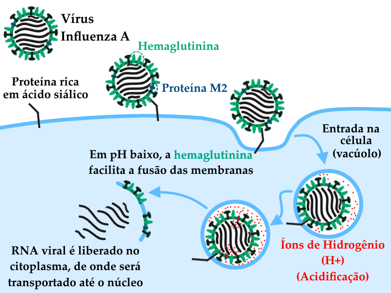 Esquema representando os primeiros passos da infecção de uma célula hospedeira pelo vírus Influenza A, com o detalhamento das etapas entre a aderência do vírus a receptores na membrana celular e a liberação do RNA viral no citoplasma. A porção superior da imagem está em fundo branco, enquanto a porção inferior, que representa a célula hospedeira, está representada na cor azul clara, indicando o citoplasma. Entre a parte externa e o interior da célula, uma membrana na forma de uma linha grossa em tom mais escuro de azul serve como limite. No topo da imagem, à esquerda encontra-se a representação de uma partícula viral, identificada como sendo do Influenza A por letras em cor preta. A partícula consiste em um círculo de contorno verde e interior branco. Ancoradas no contorno estão algumas formas que representam as principais proteínas encontradas na superfície do influenza: formas triangulares em verde claro representam a hemaglutinina, enquanto formas similares a pregos, com uma ponta achatada e uma base cilíndrica em cor verde escura representam a neuraminidase. Pequenas elipses em cor azul escura representam a proteína M2, que tem um papel importante na invasão celular, conforme explicado no texto que acompanha o esquema). A partícula viral está representada em um corte transversal, o que permite a representação, no interior do círculo dos oito fragmentos de RNA que compõem o genoma viral, representados por linhas curvas e grossas na cor grafite. Na superfície da célula hospedeira, ancorada na membrana, uma linha preta em ângulo oblíquo representa a molécula que serve como receptor para o vírus: uma proteína de superfície celular rica no aminoácido chamado ácido siálico. Proteínas com este perfil servem como ponto de ligação entre a hemaglutinina viral e a célula hospedeira, o que está representado logo à direita do receptor, onde encontra-se uma partícula viral ancorada à proteína rica em ácido siálico. Mais à direita, temos uma curva para dentro na superfície celular, que representa o processo de internalização do vírus ligado ao receptor. Este processo, que levará à formação de um vacúolo, é iniciado após o receptor se conectar a alguma molécula, como, neste caso, a hemaglutinina viral. Após a membrana se dobrar para dentro, o vacúolo é formado no interior da célula, aqui representado por um círculo com a mesma linha azul, por estar envolto por membrana celular. Dentro deste círculo, a partícula viral segue ligada ao receptor. Além da partícula viral, o interior do vacúolo também está preenchido por uma pequena quantidade de pontos na cor vermelha, que representam íons de hidrogênio. Estes íons de hidrogênio são produzidos pela própria célula hospedeira. No contexto de acidificação, a proteína M2 forma uma bomba de prótons que bombeia os íons de hidrogênio para dentro do capsídeo viral. Isto está representado à esquerda do primeiro vacúolo, onde encontra-se um maior número de íons ao redor da partícula viral, mas também alguns em seu interior. O processo de acidificação do vacúolo e do interior do capsídeo levam à fusão de membranas, que é mediado pela hemaglutinina, conforme indicado em uma pequena caixa de texto acima deste segundo vacúolo da imagem. Uma seta azul aponta do segundo vacúolo para um ponto à esquerda no citoplasma da célula, onde está representada a última etapa deste esquema: a liberação do RNA viral na célula hospedeira. A seta aponta para uma linha curva na cor da membrana viral, acompanhada de algumas das proteínas de superfície do vírus, como a neuraminidase, hemaglutinina e M2, indicando que esta linha trata-se de um resquício do capsídeo viral. Ao lado deste resquício, encontram-se as oito moléculas de RNA do vírus, começando a espalhar-se no citoplasma. Abaixo das moléculas, uma pequena caixa de texto em preto contém as palavras "RNA viral é liberado no citoplasma, de onde será transportado até o núcleo".