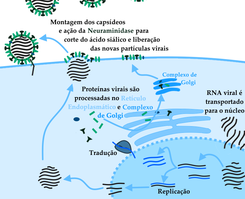 Continuação do esquema anterior, mostrando as etapas da invasão celular pelo vírus Influenza A após a liberação do RNA viral no citoplasma da célula hospedeira. A imagem tem fundo branco, e as porções central e inferior, representando uma célula hospedeira, têm a cor azul clara utilizada para representar o citoplasma em outros esquemas deste site. A divisão entre a porção extracelular em branco e o interior da célula é demarcada por uma linha em cor azul um pouco mais escura, representando a membrana da célula. No canto inferior direito, temos as oito moléculas de RNA do Influenza adentrando a membrana semipermeável do núcleo celular. A membrana está representada por uma linha pontilhada, e o núcleo consiste em uma elipse de tamanho grande e cor azul mais escura do que o azul do citoplasma. Acompanhando as moléculas, as palavras "RNA viral é transportado para o núcleo" estão dispostas na cor preta. Dentro do núcleo da célula, um pouco mais embaixo e à direita, temos as oito moléculas já internalizadas. Uma seta na cor azul aponta para a esquerda, onde encontram-se duas moléculas do RNA viral acompanhadas de fitas complementares em azul. O processo de síntese de fitas complementares é realizado por enzimas virais e é importante para os processos de replicação do genoma do Influenza e para a produção de cópias das proteínas importantes para o ciclo de infecção e a produção de novos capsídeos. Ambos os processos estão representados na figura. Uma seta apontando para baixo mostra a etapa de replicação, na qual as fitas complementares em azul são utilizadas como base para gerar novas fitas de RNA viral, que aparecem na imagem sendo exportadas do núcleo da célula para o citoplasma, de onde serão posteriormente combinadas aos capsídeos virais recém-produzidos para formar partículas viáveis. Outra seta, saindo do trecho da imagem que representa a síntese de RNA complementar aponta para cima, levando à sequência de etapas envolvidas na geração de novas proteínas virais. Nesta porção superior do núcleo, as moléculas de RNA complementar são exportadas para uma região do citoplasma rica em ribossomos, representados por uma forma oval numa cor azul-arroxeada. O ribossomo representado na imagem encontra-se já ativo no processo de tradução de uma das moléculas de RNA complementar. Ao lado esquerdo do Ribossomo, junto à palavra "tradução" em preto, temos um conjunto de proteínas virais recém-traduzidas, com formatos ligeiramente diferentes de suas versões ativas descritas no esquema anterior. Isto se dá porque as proteínas passarão por processos de modificação pós-tradução, no Retículo Endoplasmático e no Complexo de Golgi. O retículo endoplasmático está representado à direita e acima do Ribossomo, na forma de uma série de prolongamentos horizontais partindo de uma linha central, similar a uma folha vegetal segmentada na cor azul. No interior do Retículo Endoplasmático, algumas das proteínas recém-traduzidas estão representadas, já com algumas partes modificadas pela ação de enzimas do Retículo endoplasmático. Uma seta azul sai das proteínas recém-traduzidas e passa por dentro do Retículo Endoplasmático, apontando para cima, em direção ao Complexo de Golgi, indicando a ordem das etapas de modificação pós-tradução. Acima do Retículo endoplasmático e na ponta desta última seta, o Complexo de Golgi está representado na forma de três formas alongadas de ponta arredondada, paralelamente dispostas uma sobre a outra, em um tom mais vívido de azul que os utilizados no citoplasma, núcleo e retículo endoplasmático. Dentro do complexo de Golgi, temos representadas as proteínas virais já em sua conformação ativa, conforme descritas na imagem anterior. Uma seta sai do complexo de Golgi e aponta para a membrana celular. No trecho da membrana apontada pela seta, estão dispostas as proteínas virais maduras, ancoradas na membrana. À esquerda deste trecho, temos a ponta de outra seta, que sai da porção inferior da imagem, onde estão as novas moléculas de RNA viral produzidas ao final do processo de replicação. Na ponta da seta, portanto, as moléculas de RNA estão próximas às proteínas do capsídeo viral ancoradas na membrana. Uma protrusão da membrana para fora sugere o processo de encapsulamento do RNA viral pelas proteínas do capsídeo e a membrana da célula. À esquerda deste processo de montagem, uma seta aponta para uma partícula viral recém-produzida, ligada a uma proteína da célula hospedeira rica em ácido siálico, similar ao receptor descrito no esquema anterior. Esta seta está acompanhada pelas palavras na cor preta: "Montagem dos capsídeos e ação da Neuraminidase para corte do ácido siálico e liberação das novas partículas virais." Acima da célula, temos partículas virais recém-produzidas no meio extracelular.