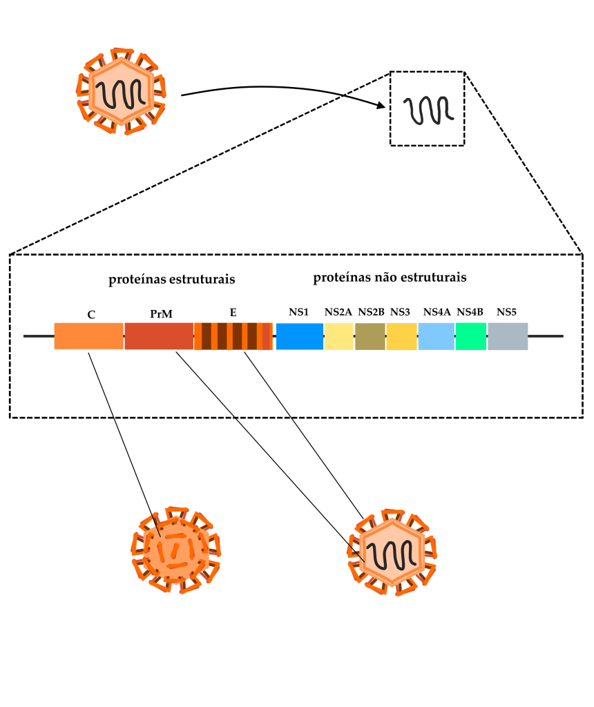 Esquema representando a estrutura do genoma do vírus da Dengue, e ilustrando na estrutura do capsídeo viral os produtos dos principais genes. Na porção superior da imagem, sobre fundo branco, estão dispostas as imagens de um capsídeo viral do vírus da Dengue e seu genoma. O capsídeo consiste em um hexágono na cor laranja com algumas formas geométricas em outros tons de laranja, ancoradas no contorno do hexágono, representando as proteínas de superfície: proteína do Capsídeo, Proteína pré-Membrana, Proteína do Envelope. No interior do hexágono, encontra-se uma linha de cor grafite representando o segmento único do genoma do vírus. Ao lado direito da representação do capsídeo, temos um quadrado em linha pontilhada, dentro do qual está destacado o genoma viral. Outro quadro abaixo sugere um zoom neste genoma, com a estrutura de genes detalhada, na forma de retângulos coloridos correspondentes a cada um dos genes principais do vírus da Dengue. O primeiro destes genes em destaque é o gene da proteína do capsídeo, representada no mesmo tom de laranja que o contorno do hexágono, que corresponde a esta proteína. Este gene está identificado com a letra "C". À direita do gene da proteína do Capsídeo encontra-se um retângulo em cor laranja mais avermelhada, que corresponde ao gene da proteína pré-membrana, identificado com as letras "P r M". À direita deste gene, encontra-se aquele que codifica para as proteínas do envelope 1 e 2, identificado com a letra “E”. Este gene codifica para as duas partes do dímero, e portanto está representado em dois tons de laranja muito diferentes, um claro e outro escuro e tendendo ao marrom. Ao lado deste grupo de genes identificados coletivamente como referentes às “proteínas estruturais”, está o grupo de genes identificados como referentes às “proteínas não estruturais”. Estas proteínas estão identificadas sequencialmente como “NS1”, NS2A”, NS2B”, “NS3”, “NS4A”, NS4B” e “NS5”, e são representadas, respectivamente, por retângulos nas cores azul claro, amarelo claro, marrom claro, amarelo, azul-piscina, verde e cinza. Abaixo do quadro com as moléculas do genoma viral, temos novamente o vírus representado, com linhas conectando cada proteína estrutural ao gene correspondente.