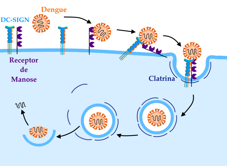 Infográfico representando os passos iniciais da infecção de um macrófago humano pelo vírus da Dengue. O infográfico tem um fundo branco acima, e apresenta os seguintes elementos: na parte superior, temos uma partícula do vírus, representado como um hexágono na cor laranja e, na parte interna, uma linha de cor grafite representando o segmento único do genoma do vírus. As moléculas ancoradas no capsídeo, representadas por formas geométricas em outros tons de laranja, correspondem às proteínas do envelope, que são importantes para a invasão das células hospedeiras. O vírus aparece no esquema mais quatro vezes, em uma representação das etapas da infecção, conforme explicado a seguir. Abaixo da partícula viral, temos uma linha curva de tom azul claro, que simboliza a membrana plasmática de uma célula humana. Abaixo desta linha, uma porção em tom mais claro de azul simboliza o interior da célula, e preenche toda a porção inferior do gráfico. Ancoradas na membrana da célula, temos dois receptores. O primeiro deles está representado como uma linha preta, na qual estão dispostas três figuras roxas em forma de meia-lua. Também em roxo, estão as palavras “receptor de manose”. O outro receptor, chamado DC-SIGN consiste em três linhas de formato idêntico, mas cores diferentes, sendo uma azul clara, uma verde e uma laranja. As três linhas estão próximas, estando a azul na frente das outras duas, e todas as três são encimadas por três círculos da mesma cor de cada linha, dispostos um sobre o outro. Acima dos círculos, uma meia-lua apontada para cima, na respectiva cor de cada unidade do receptor. No mesmo tom de azul da unidade que está no centro, a palavra “DC-SIGN” identifica a molécula em questão. Partindo do capsídeo viral do Dengue, temos uma seta na cor preta que aponta para a direita. Na ponta da seta, representando as primeiras etapas de reconhecimento do vírus pelos receptores, temos uma nova representação do vírus da Dengue, ancorado a uma das três meia-luas roxas do receptor de manose. Outra seta para a direita mostra o vírus ligado tanto ao receptor de manose quanto ao DC-SIGN, de forma que os dois receptores encontram-se “tortos” para manter-se ligados ao vírus. Outra seta para a direita aponta para o início da internalização do capsídeo viral, que está ligado a ambos os receptores em uma reentrância semicircular da membrana da célula, que representa um vacúolo em formação. Abaixo desta reentrância, três linhas curvas na cor azul escuro encaixam-se na membrana por dentro da célula, e estão identificadas com o nome de “Clatrina”, escrito no mesmo tom de azul da proteína. Uma seta para baixo e para a esquerda, já dentro do citoplasma da célula, aponta para a próxima etapa, na qual o vacúolo está totalmente formado, representado como uma “bolha” de membrana, dentro da qual encontra-se a partícula viral sobre um fundo branco. Moléculas de clatrina fazem uma moldura em torno do vacúolo, estabilizando sua estrutura. Outra seta para a esquerda aponta para a etapa de amadurecimento do vacúolo. Nesta, a moldura de clatrina começa a se desfazer, com as unidades desta proteína se destacando do conjunto e se espalhando pelo citoplasma. Outra seta para a esquerda aponta para a etapa de fusão do vacúolo com o capsídeo viral, que ocorre após a acidificação do interior do vacúolo maduro. A representação desta fusão consiste em apenas parte da membrana e do vírus estarem dispostos na imagem, com o genoma viral inteiramente preservado. Uma seta para cima aponta para a representação do genoma do vírus solto no citoplasma da célula.