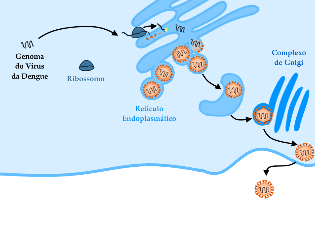 Esquema representando os passos finais da infecção de uma célula humana pelo vírus da Dengue. O infográfico tem um fundo branco na parte de baixo, e apresenta os seguintes elementos: cobrindo aproximadamente os dois terços superiores do gráfico está a representação do interior de uma célula humana, em cor azul claro. No limite entre o interior da célula e o fundo branco do gráfico, uma linha em tom azul um pouco menos clara do que a do interior da célula representa a membrana plasmática da célula hospedeira. No interior da célula, no canto superior esquerdo, seguindo o processo de entrada do vírus, está representado o genoma do vírus da Dengue, na forma de uma molécula única de RNA, representada por uma linha única contorcida, na cor grafite. Uma seta na cor preta sai do RNA viral na direção à segunda etapa representada no esquema: nesta, um ribossomo da célula hospedeira, representado por uma figura azul escura em formato ovoide, realiza o processo conhecido como tradução do RNA, que é a síntese de proteínas de acordo com a informação codificada neste RNA. Abaixo do ribossomo, no mesmo tom de azul escuro, encontra-se escrita a palavra “Ribossomo”. Uma seta preta saindo do ribossomo indica o produto desta etapa de tradução: as proteínas não-estruturais, representadas por formas geométricas como triângulos e quadrados em tons diferentes de laranja. Uma seta preta aponta destas proteínas para outra estrutura celular, o Retículo Endoplasmático, representado por uma forma irregular com diversos prolongamentos e reentrâncias, maior do que as outras estruturas descritas, e em um tom de azul intermediário entre o interior da célula e sua membrana. No mesmo tom estão escritas as palavras “Retículo Endoplasmático”, logo abaixo da estrutura. Dentro do Retículo Endoplasmático, algumas etapas de produção do capsídeo estão representadas, como a produção de proteínas do capsídeo viral, em um tom claro de laranja, além de outras proteínas estruturais. Também está representada a replicação do RNA viral, mediada por uma RNA polimerase viral, representada por um semicírculo na cor amarela. Outra seta sai do Retículo Endoplasmático em direção ao Complexo de Golgi, representado nesta imagem como três formas alongadas de pontas arredondadas, em tom vívido de azul. O mesmo tom de azul é usado para as palavras “Complexo de Golgi” abaixo da estrutura. Uma última seta sai do Complexo de Golgi para a porção do gráfico externa à célula, onde encontra-se uma partícula completa do vírus da Dengue, desenhado conforme outros esquemas deste site: um hexágono na cor laranja com algumas formas geométricas em outros tons de laranja, ancoradas no contorno do hexágono, representando as proteínas de superfície: proteína do Capsídeo, Proteína pré-Membrana, Proteína do Envelope. No interior do hexágono, encontra-se uma linha de cor grafite representando o segmento único do genoma do vírus.